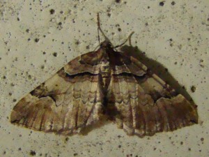 Scotopteryx.jpg