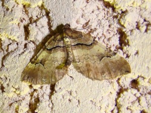 Copie de ph 209.jpg
