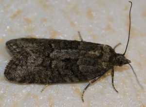 Cnephasia foncé 2010.04.19 (14p).jpg