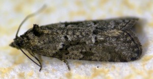 cnephasia sp 2010.04.19 (15prp).jpg