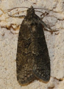 cnephasia sp 2010.04.24 (1p).JPG