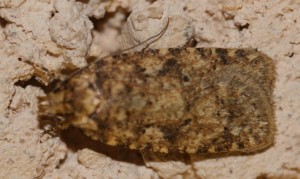 Agonopterix ferocella... tête floue 2010.04.24 (3p).jpg