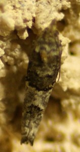 mini tortricidae genre spilonota ocellana..  2010.04.24 (1pp).jpg