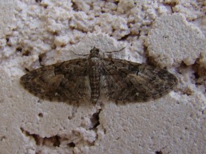 Copie de ph 242.jpg