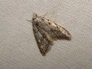 Copie de ph 178.jpg