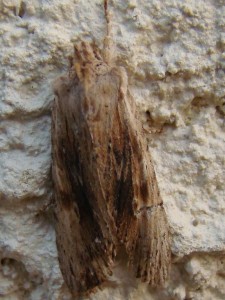 Copie de ph 121.jpg