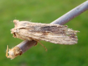Copie de ph 128.jpg