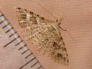 DSC00746.JPG