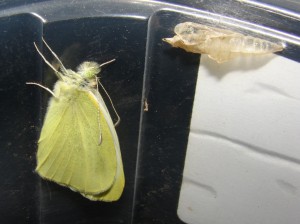 DSC00761.JPG
