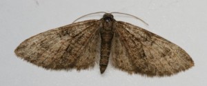 Copie de IMG_2663.jpg