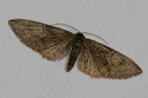 Copie de IMG_2686.jpg