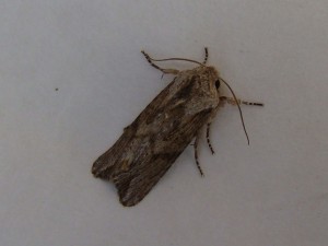 Copie de ph 244.jpg