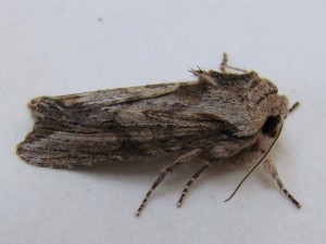 Copie de ph 245.jpg