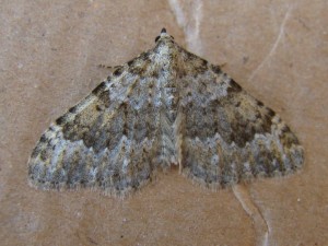Copie de ph 247.jpg