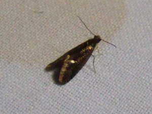 Copie de ph 352.jpg