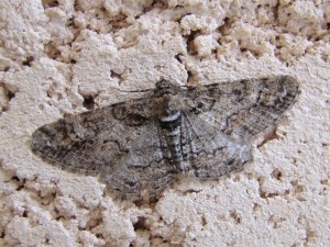 Copie de ph 370.jpg