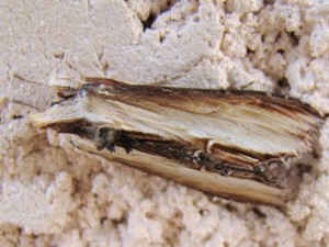Copie de ph 372.jpg
