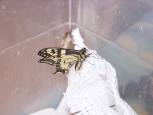 100_2265b.jpg