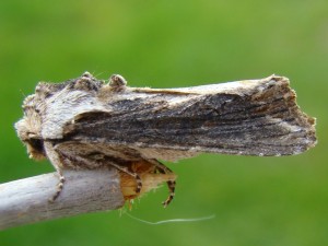 Copie de ph 021.jpg