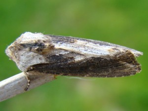 Copie de ph 022.jpg