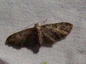 Copie de ph 047.jpg