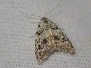 Copie de ph 091.jpg