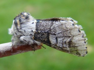 Copie de Not - Furcula sp.jpg
