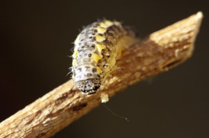 Cryphia-1740.jpg
