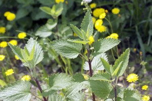 Plant hote à Id°-1729.jpg