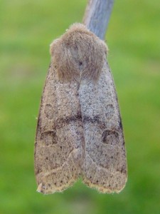 Copie de ph 145.jpg