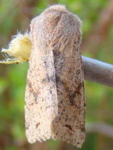 Copie de ph 025.jpg