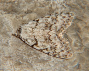 Nola cicatricalis (4).JPG