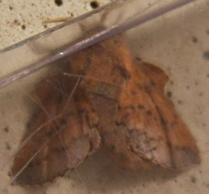 3223 Lasiocampidae, Phyllodesma tremulifolia, feuille morte du tremble 2007.04.15 (1p).jpg