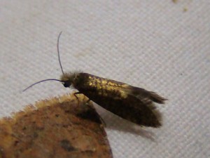 Copie (2) de ph 091.jpg