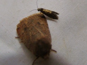 Copie de ph 091.jpg