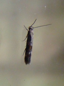 Copie de ph 013.jpg