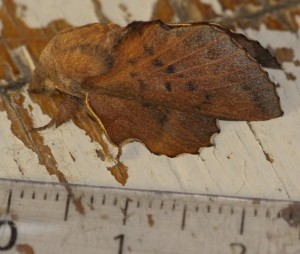 3226 Lasiocampidae Gastropacha quercifolia feuille morte du chêne 2010.04.24 (2p).jpg