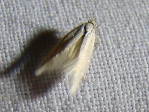 Copie de ph 072.jpg