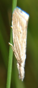 Crambidé (2).JPG