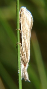 Crambidé (1).JPG