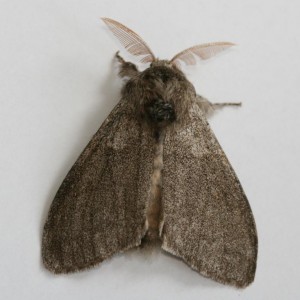 Copie de IMG_2752.jpg