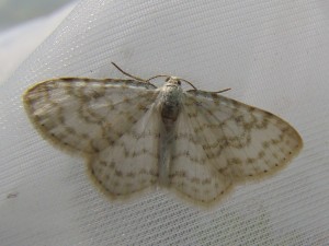 DSC08591.JPG