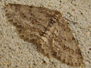 carvin250410.JPG