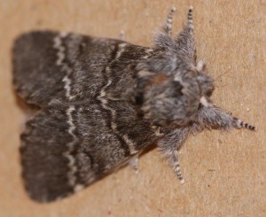 4150 Notodontidae notodontinae Drymonia ruficornis Demi-lune noire 2010.04.20 p.jpg