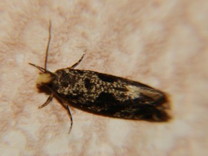 Nemapogon (5).JPG