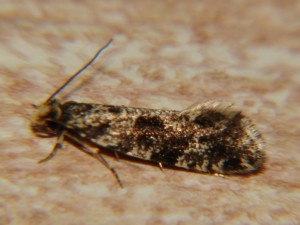 Nemapogon (1).JPG