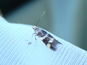 DSC08643.JPG