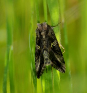 _DSC0029.C..jpg