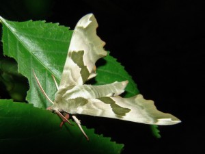 Sphinx du tilleul (13).JPG