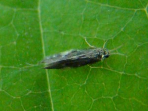 Copie de DSC08691.JPG